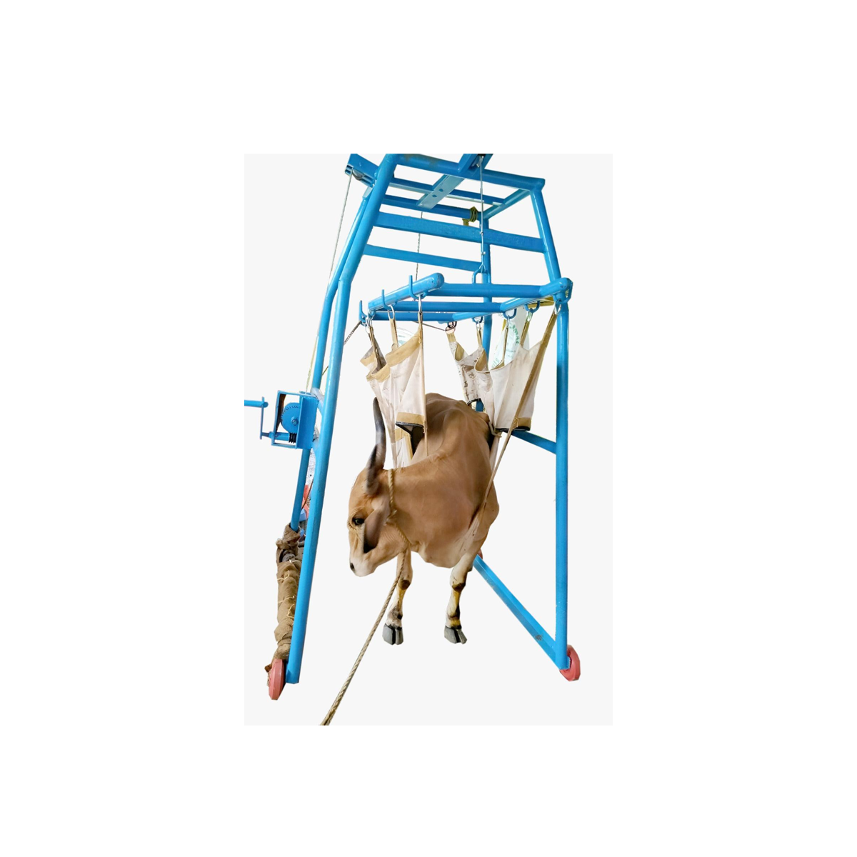 Cow Lifting Machine - Image 2